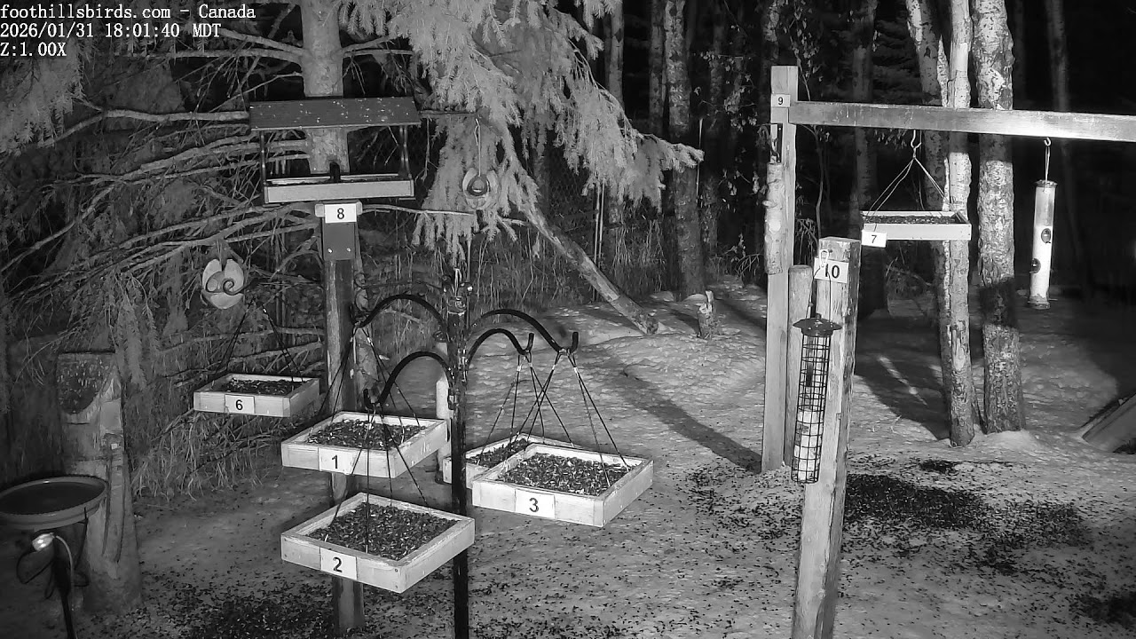 2025-01-31 -  Foothills Birds - PTZ Live Stream Bird Feeder Cam  [65+ Species]