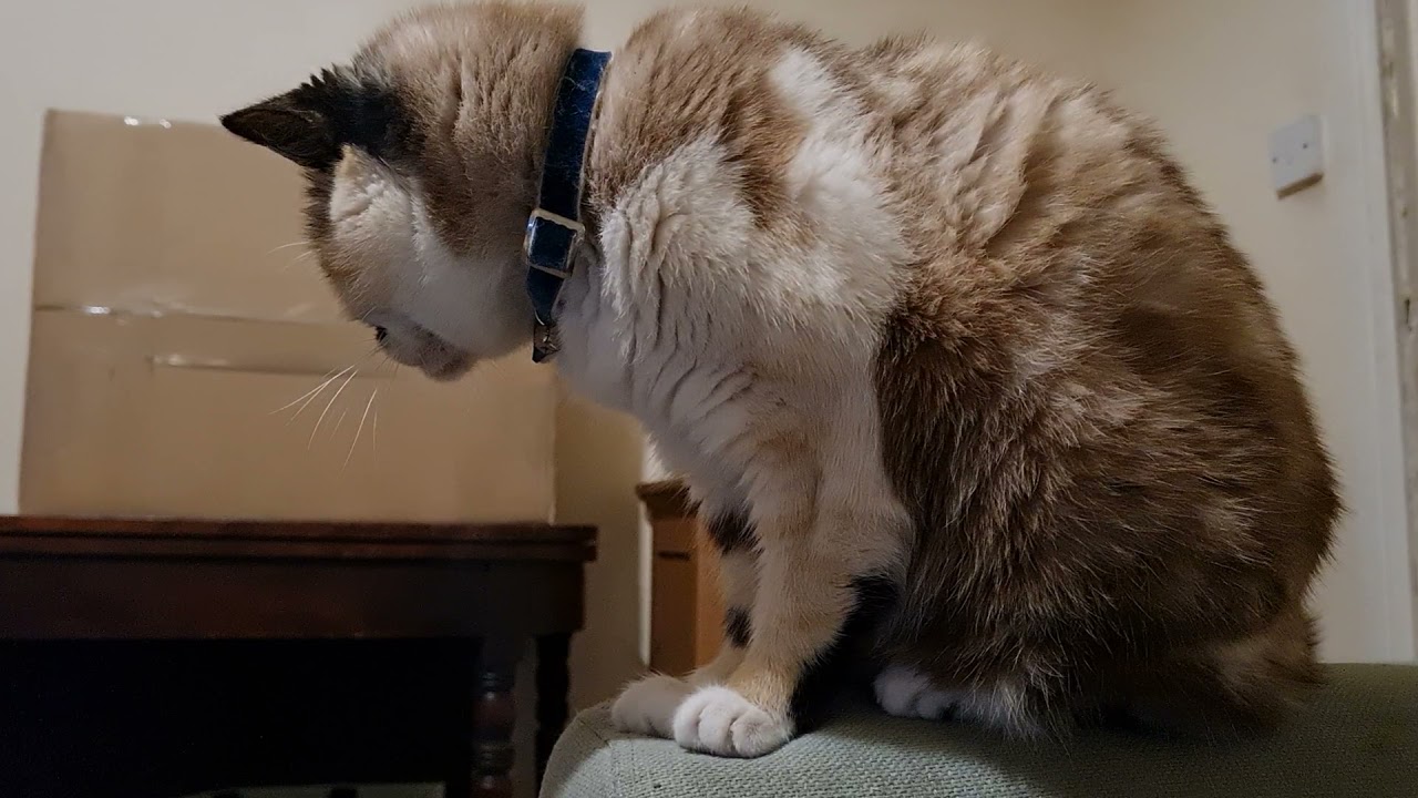 Sleepy cat struggles to stay awake YouTube