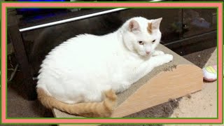 おしゃれ爪とぎ】猫が新しい爪とぎに慣れるまで☆Until the cat gets scratohing board to the new claws