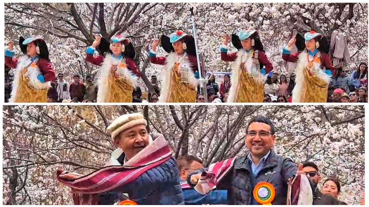 Apricot blossom 🌸 Festival at Skurbuchan – a celebration of culture and spring 