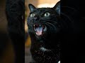 #blackcat #cat #ai #aiart #catchytunes #shorts #youtubeshorts #tv #popcorn #reels #veo3 #scroll
