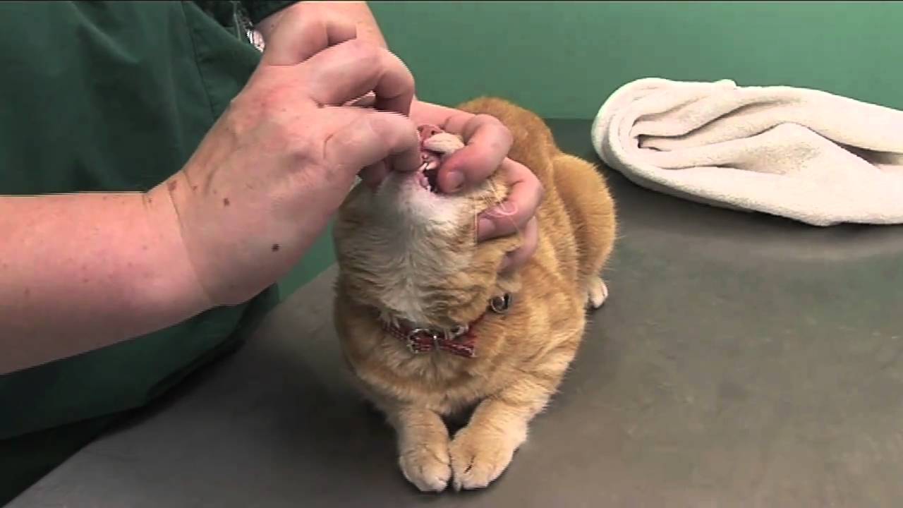 how to give medication to a cat