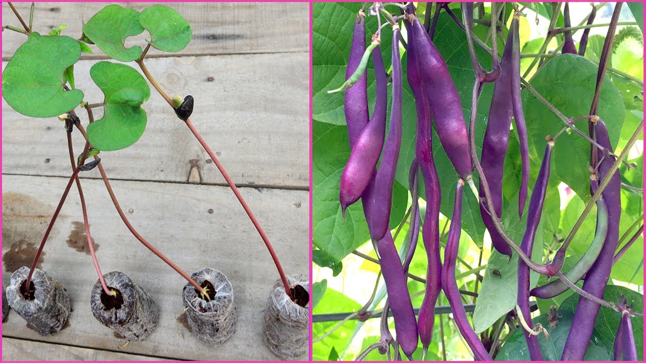 Tips for growing Climbing Bean Purple King From seeds in plastic baskets for beginners YouTube