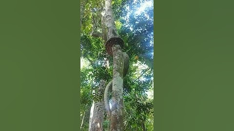 How a reticulated python climbs a tree|| It is a python species native to South and Southeast Asia.