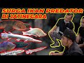 RACUN IKAN PREDATOR!!! SUMPAH BIKIN NGILER...