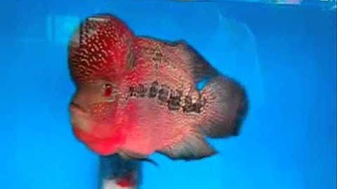 Cá La Hán Đẹp -  Thiên Đường Cá Cảnh