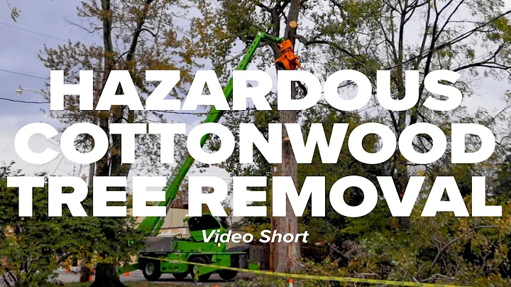 Hazardous Cottonwood Tree Removal Short