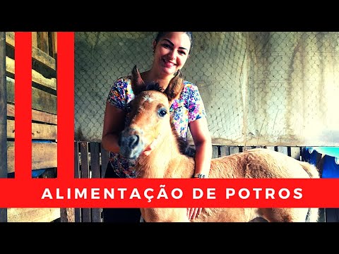 Vídeo: Como Alimentar Um Potro