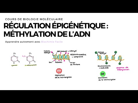 Méthylation de l'ADN