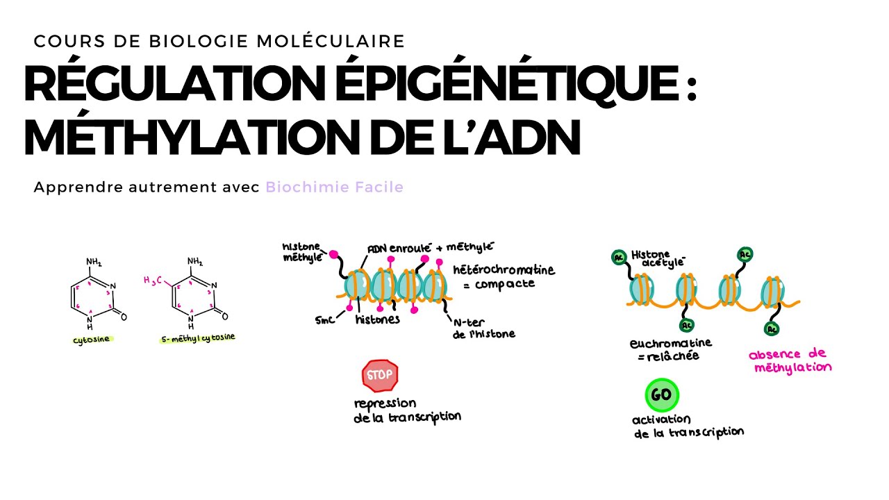 Méthylation de l'ADN | Biochimie Facile
