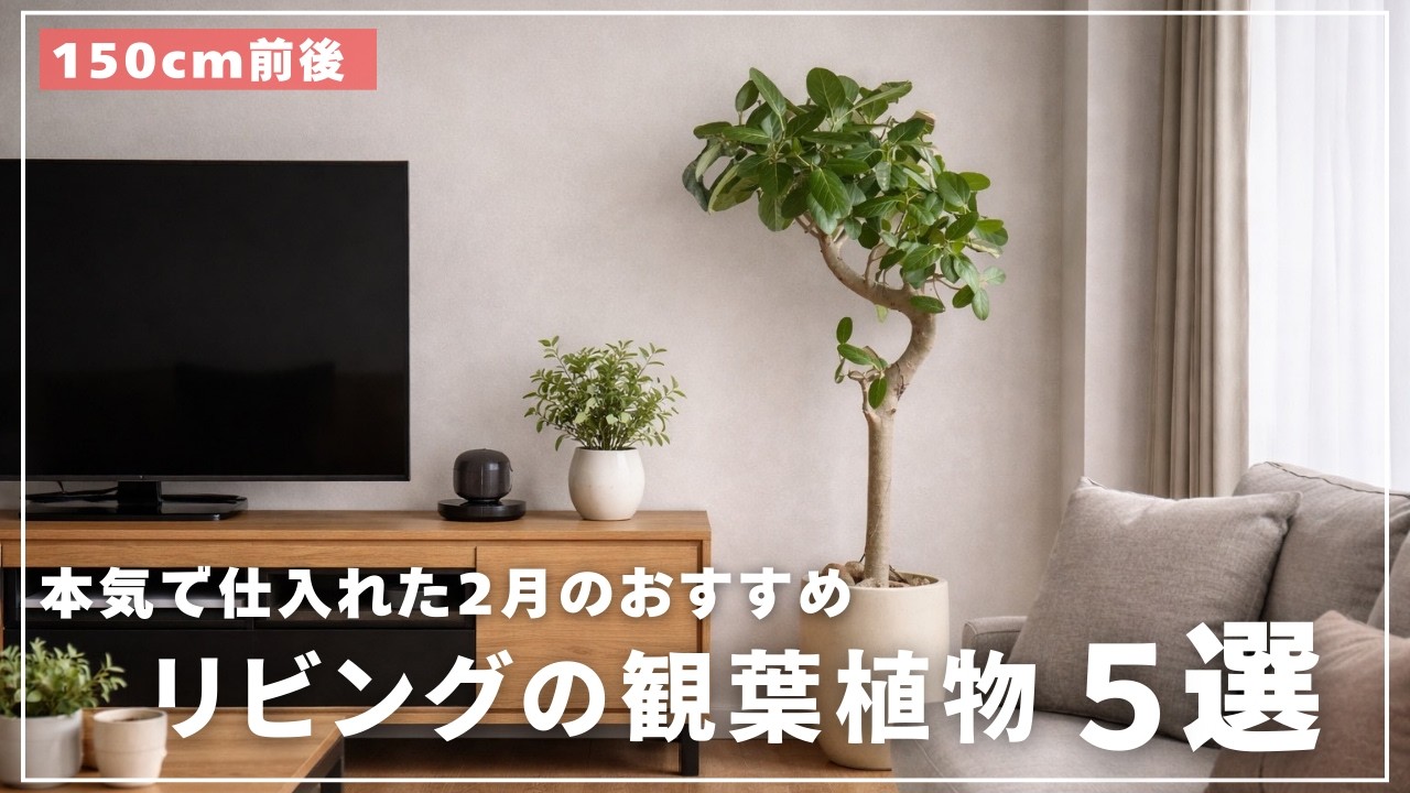 【テレビ横に配置したい】2月におすすめリビングの観葉植物5選！
