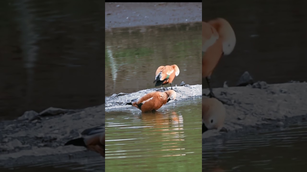 A pair of Rudy Shelduck! 