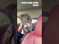 Full video on channel #doglove #dogshorts #dogs #dog #shelterdog #rescuedog #puppy #puppies #cute