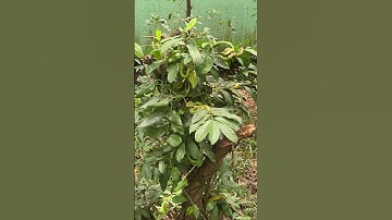 Rắn lục đuôi đỏ nguy hiểm#snake #trending