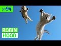 ПРИКОЛЫ 2017 с животными. Смешные Коты, Собаки, Попугаи // Funny Dogs Cats Compilation. Май №94