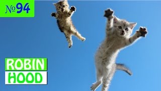 ПРИКОЛЫ 2017 с животными. Смешные Коты, Собаки, Попугаи // Funny Dogs Cats Compilation. Май №94