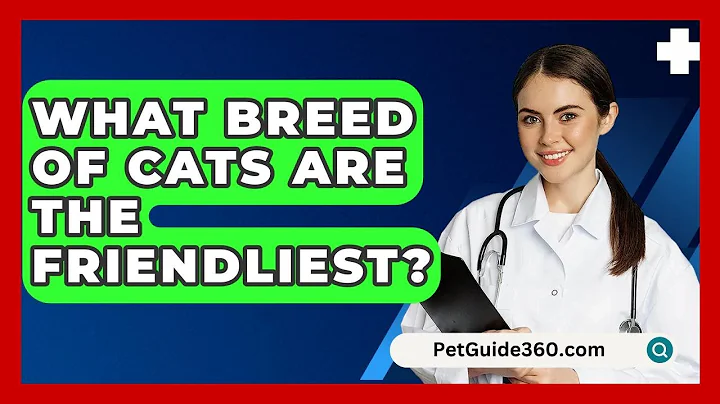 What Breed Of Cats Are The Friendliest? - PetGuide360.com