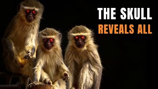 Cercopithecidae Broke The Rules of Primate Evolution