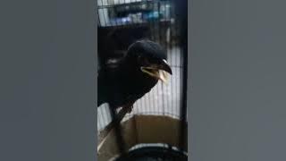 masteran mewah anakan tengkek buto #shorts #hiburanpublic #hiburanburungkicau #hiburanrakyat