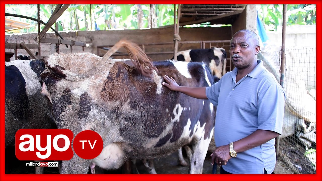 MTANZANIA MWENYE NG'OMBE ANAYEUZWA MILIONI 12 'NAUZIA MBWA MAZIWA'