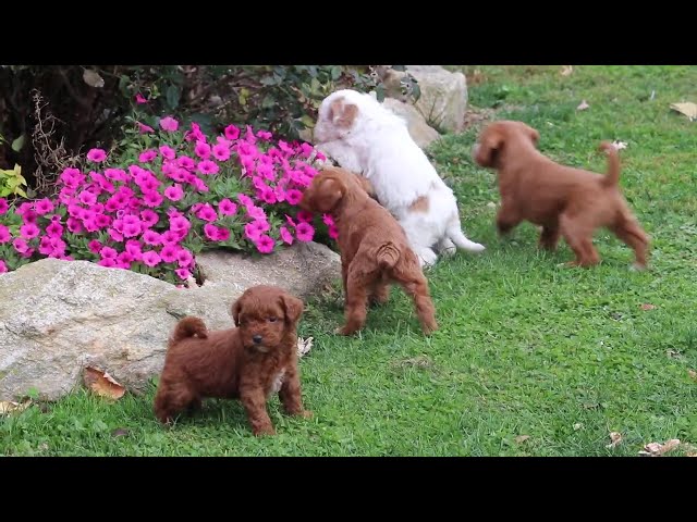 Milo video thumbnail