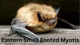 How to Treat North Eastern Small Footed Myotis