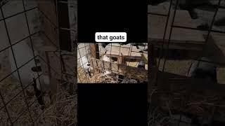 Is This A Horror Movie? Nope Just My Goats Chewing Hay. Lol