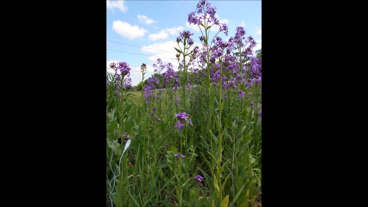 Native Wildflower Passion Dames Rocket 2021