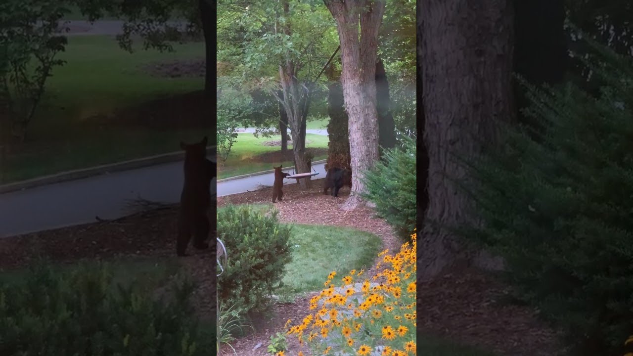 Mama Bear and Her Cubs Play Together at Dusk || ViralHog - YouTube
