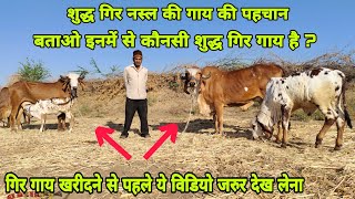 Gir Cow Gujrat Breed Characteristic  गिर गाय का खरीदने से पहले ये विडियो जरुर देख लेना