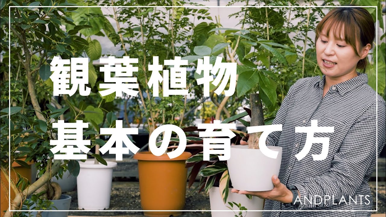 【プロ監修】観葉植物の基本の育て方｜重要な3つのポイントとは　＃観葉植物　＃インテリア　＃肥料