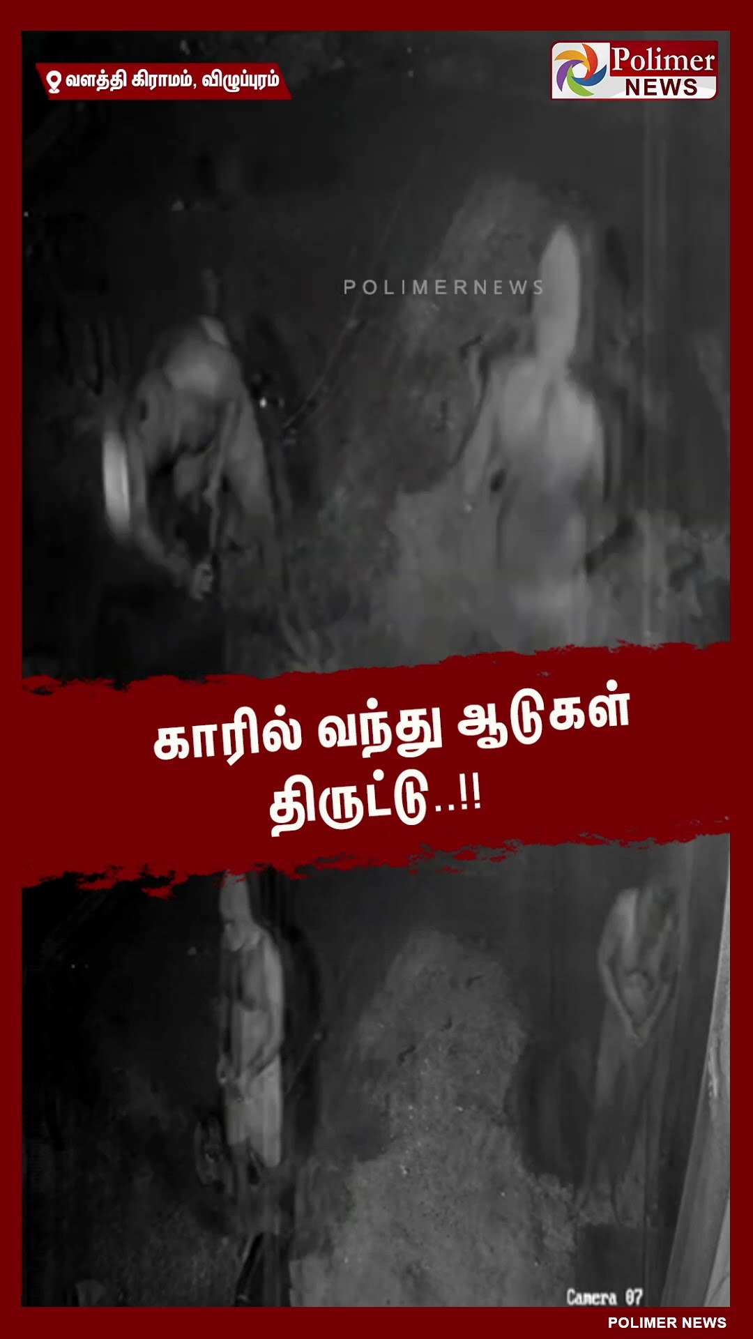 காரில் வந்து ஆடுகள் திருட்டு..!! #shorts