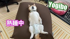柴犬小春kohachannel Youtube 柴犬小春kohachannel Youtube