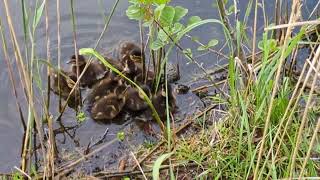 Ducklings waiting for Mom
