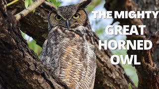 The Mighty Great Horned Owl