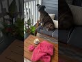 The best morning routine #morning #coffeevibes #morningroutine #springvlog #knitting #craft