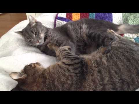 Lola and Gray in: Aggressive Licking