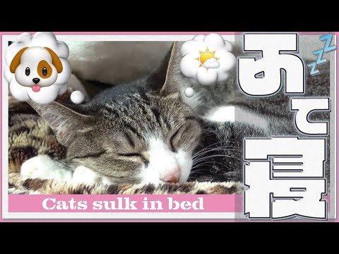 cats-sulk-in-bed