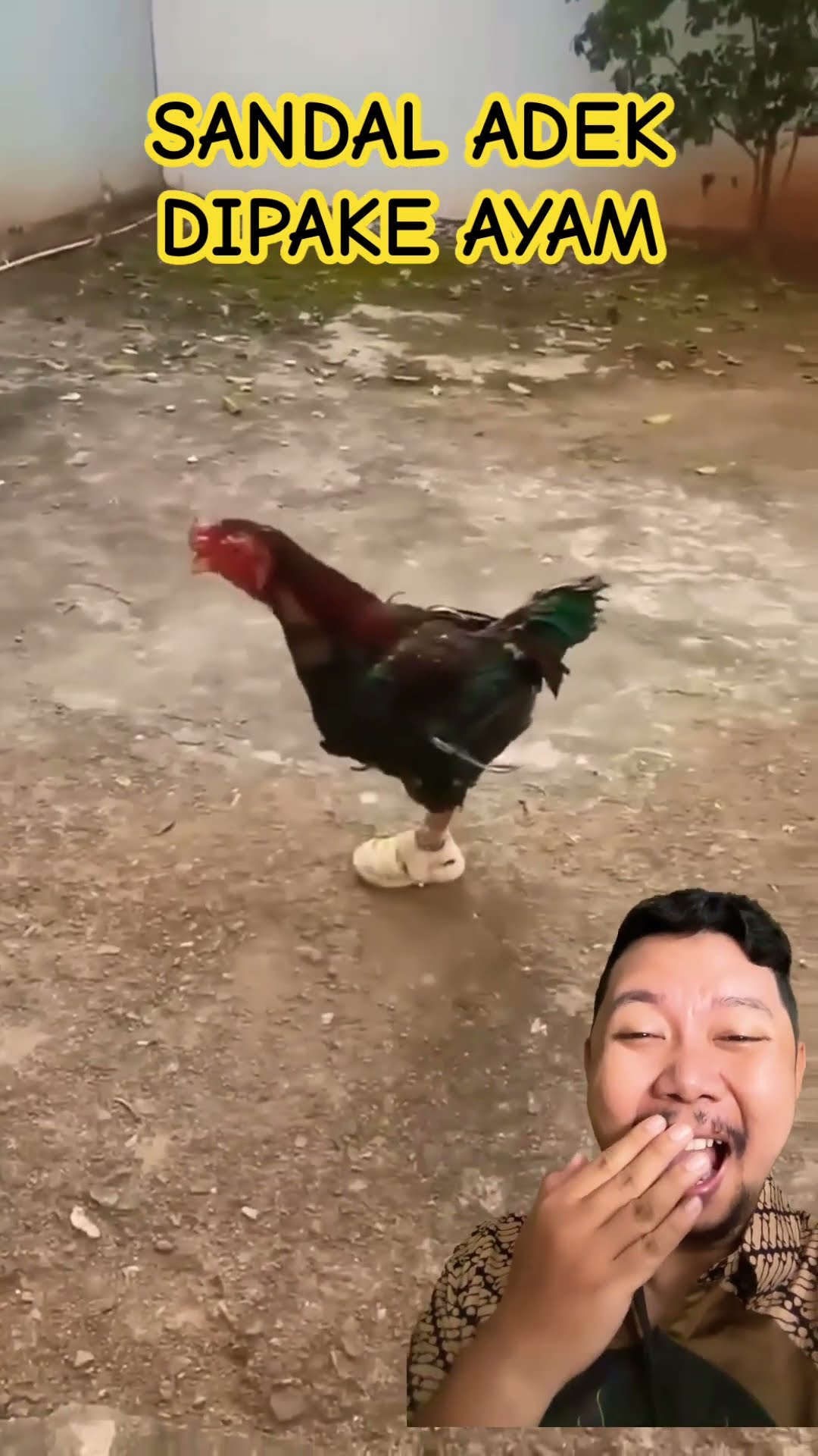 SANDAL ADEK DIPAKE AYAM!!!? #funny #comedy #pets #cute #shortsfeed