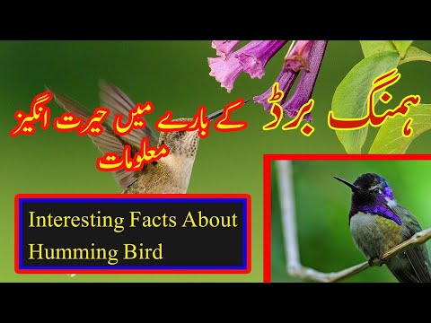 Hummingbird information | facts about hummingbird | Herat Tv ہمنگ برڈ کے بارے میں حیران کُن معلومات