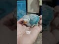 #birdslovers