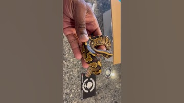 Wookie het clown #fyp#headdownandfocused#snakes#ballpythons#enireptiles#explorepage#animals