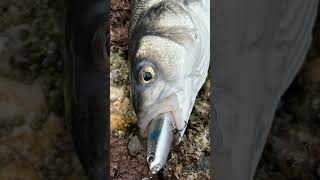 Loads of Bass today on top water. #seabass #cornwallfishing #bassfishing