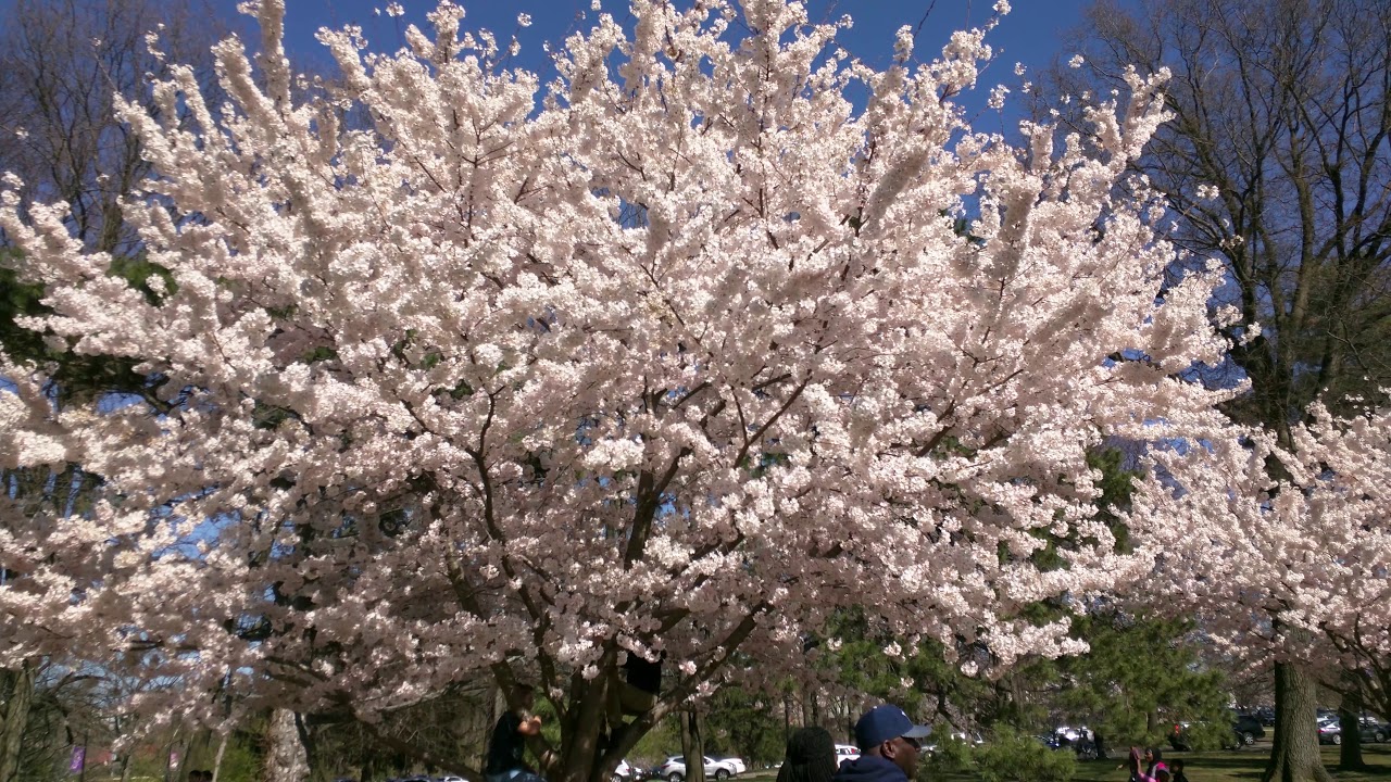 Newark's Cherry Blossom Festival 2018 Branch Brook Park Essex