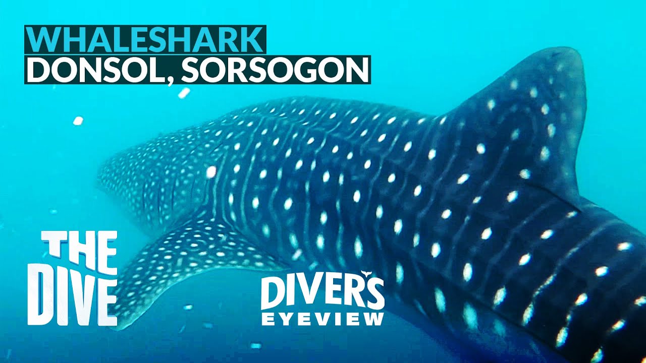 watch-a-4-meter-whaleshark-in-donsol-sorsogon-philippines-youtube