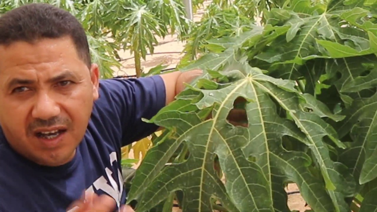 زراعة الباباظ فى المنزل والفرق بين الزهرة المذكرة والزهرة المؤنثة والزهرة المخنثة