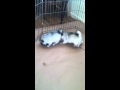 Keeshond Puppy Smackown! Puppies just learning to play! の動画、YouTube動画。