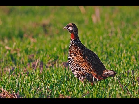 Video: Ptica V Francoščini
