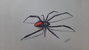 Cómo Dibujar Una Araña Realista Super fácil