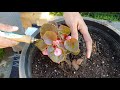 How to plant Begonias & other flowers - Beginners